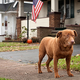 Illustration for article titled Aging In America: Dog Edition